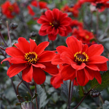 Load image into Gallery viewer, Bishop of Llandaff Dahlia Tuber - BILL