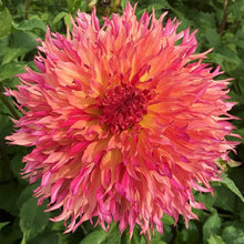 Load image into Gallery viewer, Myrtle's Folly Dahlia Tuber - MYTL
