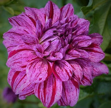 Load image into Gallery viewer, Alpen Pauline Dahlia Tuber - ALP