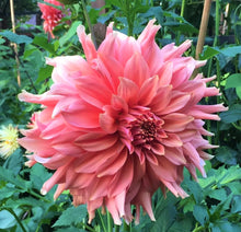 Load image into Gallery viewer, Fairway Spur Dahlia Tuber - FWS