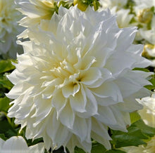 Load image into Gallery viewer, Fluerel Dahlia Tuber - FLR