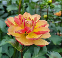 Load image into Gallery viewer, Garden Time Dahlia Tuber - GDNT