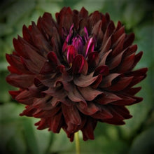 Load image into Gallery viewer, Hollyhill Black Beauty Dahlia Tuber - HHBB