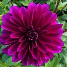 Load image into Gallery viewer, Le Baron Dahlia Tuber - BAR