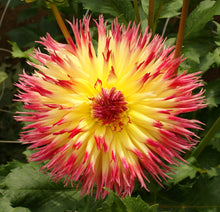 Load image into Gallery viewer, Lindsay Michelle Dahlia Tuber - LIN