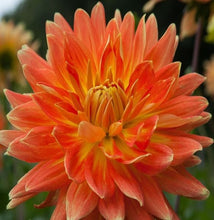 Load image into Gallery viewer, Motto Dahlia Tuber - MTT