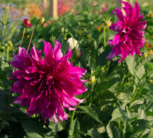 Load image into Gallery viewer, Purple Taiheijo Dahlia Tuber