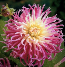 Load image into Gallery viewer, Star's Favorite Dahlia Tuber - STF