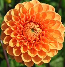 Load image into Gallery viewer, Sylvia Dahlia Tuber - SYL