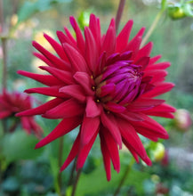Load image into Gallery viewer, Weston Pirate Dahlia Tuber