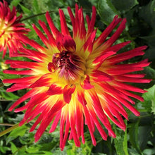 Load image into Gallery viewer, Weston Spanish Dancer Dahlia Tuber - WTSD