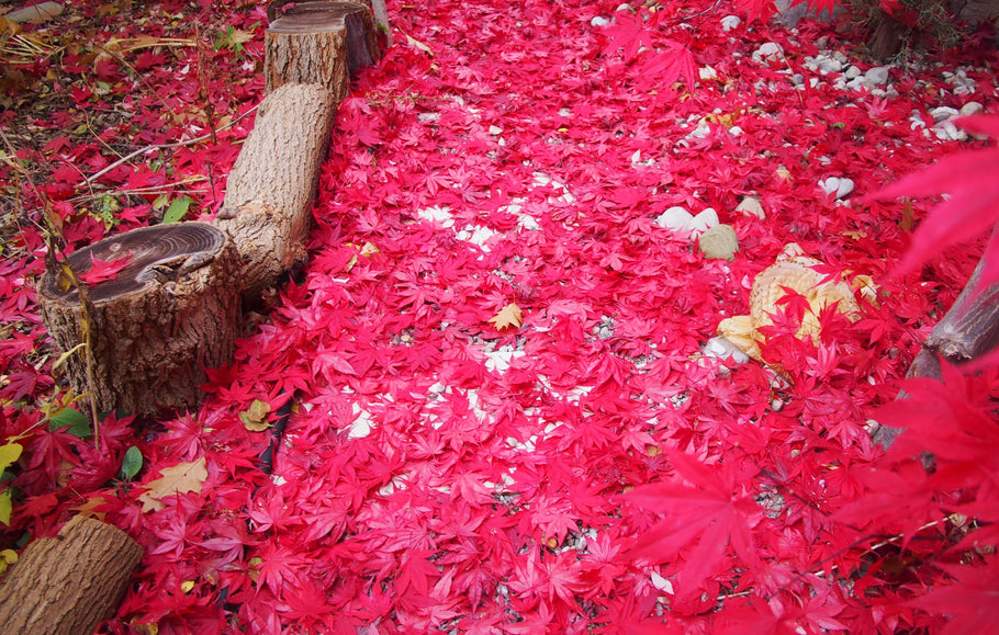 A Red Carpet Laid on My Pathway