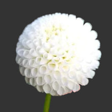 Load image into Gallery viewer, Tiny Treasure Dahlia Tuber - TT
