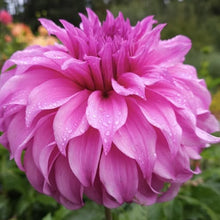 Load image into Gallery viewer, Vassio Meggos Dahlia Tuber - VMG (5 Pack)
