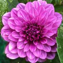 Load image into Gallery viewer, Bluebell Dahlia Tuber

