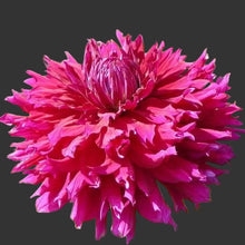 Load image into Gallery viewer, Jennifer's Wedding Dahlia Tuber
