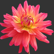 Load image into Gallery viewer, Rainbow Silence Dahlia Tuber - RBSL
