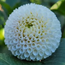 Load image into Gallery viewer, Tiny Treasure Dahlia Tuber - TT
