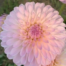 Load image into Gallery viewer, Tahoma Stellar Fellar Dahlia Tuber - THSTFL
