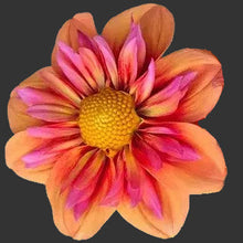 Load image into Gallery viewer, Orange Hype Dahlia Tuber - OHP (LIMIT 1)
