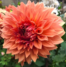 Load image into Gallery viewer, Clyde&#39;s Choice Dahlia Tuber (5 Pack) - CLD

