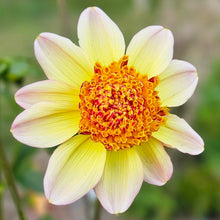 Load image into Gallery viewer, Bloomquist Golden Dahlia Tuber - BQGL
