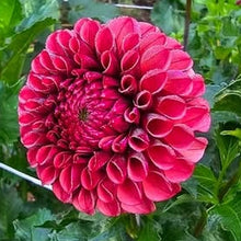 Load image into Gallery viewer, Mission Gypsy Dahlia Tuber - MSGP
