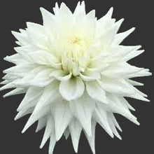 Load image into Gallery viewer, Kenora Clyde Dahlia Tuber - KNCL
