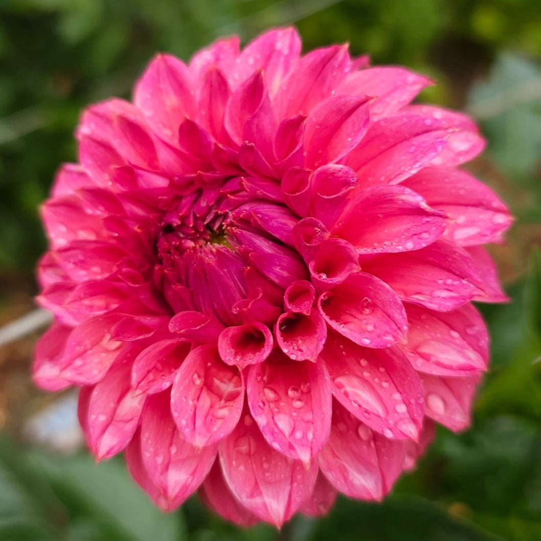 KA Keltie Rose Dahlia Tuber - KAKR