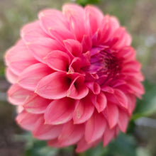 Load image into Gallery viewer, KA Keltie Rose Dahlia Tuber - KAKR
