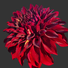 Load image into Gallery viewer, John Meggos Dahlia Tuber - JMG
