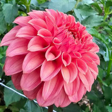 Load image into Gallery viewer, KA Keltie Rose Dahlia Tuber - KAKR
