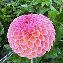 Load image into Gallery viewer, Amethyst Glow Dahlia Tuber - AMGL
