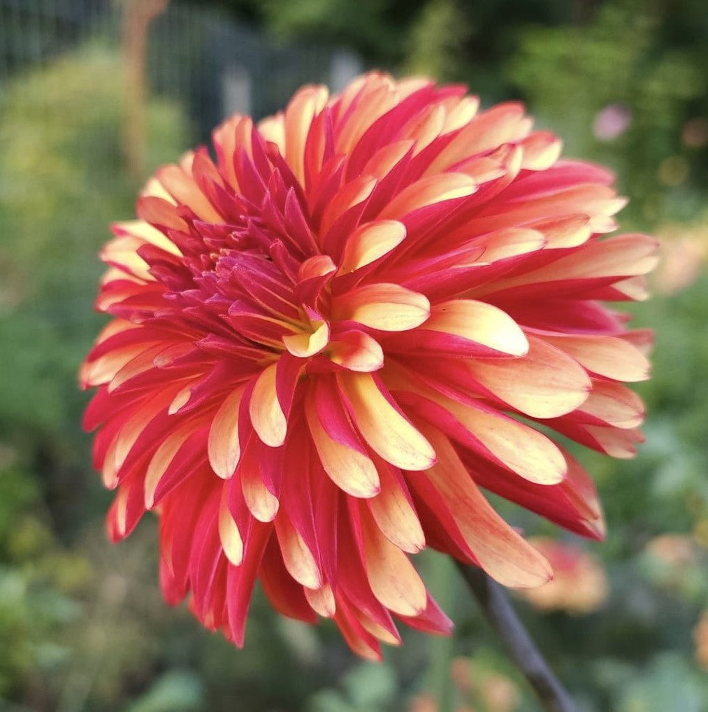 Fidalgo Julie Dahlia Tuber - FDLJ