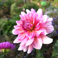 Load image into Gallery viewer, Southern Belle Dahlia Tuber - SBEL
