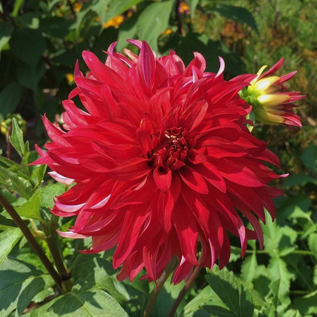 AC Rooster Dahlia Tuber - ACRS