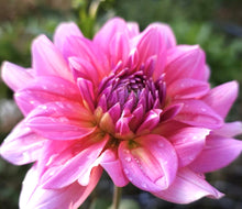 Load image into Gallery viewer, Southern Belle Dahlia Tuber - SBEL
