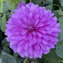Load image into Gallery viewer, Bluetiful Dahlia Tuber - BLUT
