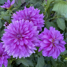 Load image into Gallery viewer, Bluetiful Dahlia Tuber - BLUT
