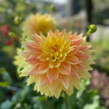 Load image into Gallery viewer, Advance Dahlia Tuber - ADVN
