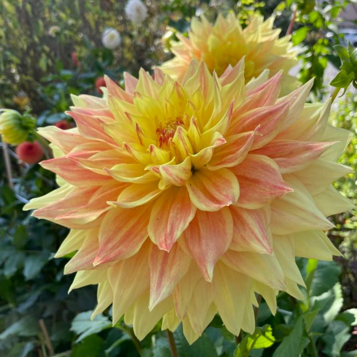 Advance Dahlia Tuber - ADVN – Deva's Gardens