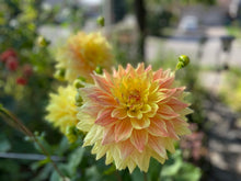 Load image into Gallery viewer, Advance Dahlia Tuber - ADVN
