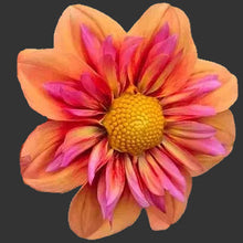 Load image into Gallery viewer, Orange Hype Dahlia Tuber - OHP (LIMIT 1)
