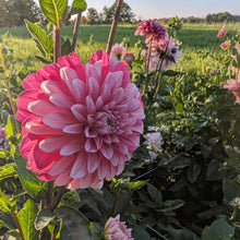 Load image into Gallery viewer, Strawberry Cream Dahlia Tuber - STRCR

