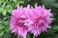Load image into Gallery viewer, Pennsgift Dahlia Tuber - PNNG
