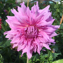 Load image into Gallery viewer, Pennsgift Dahlia Tuber - PNNG
