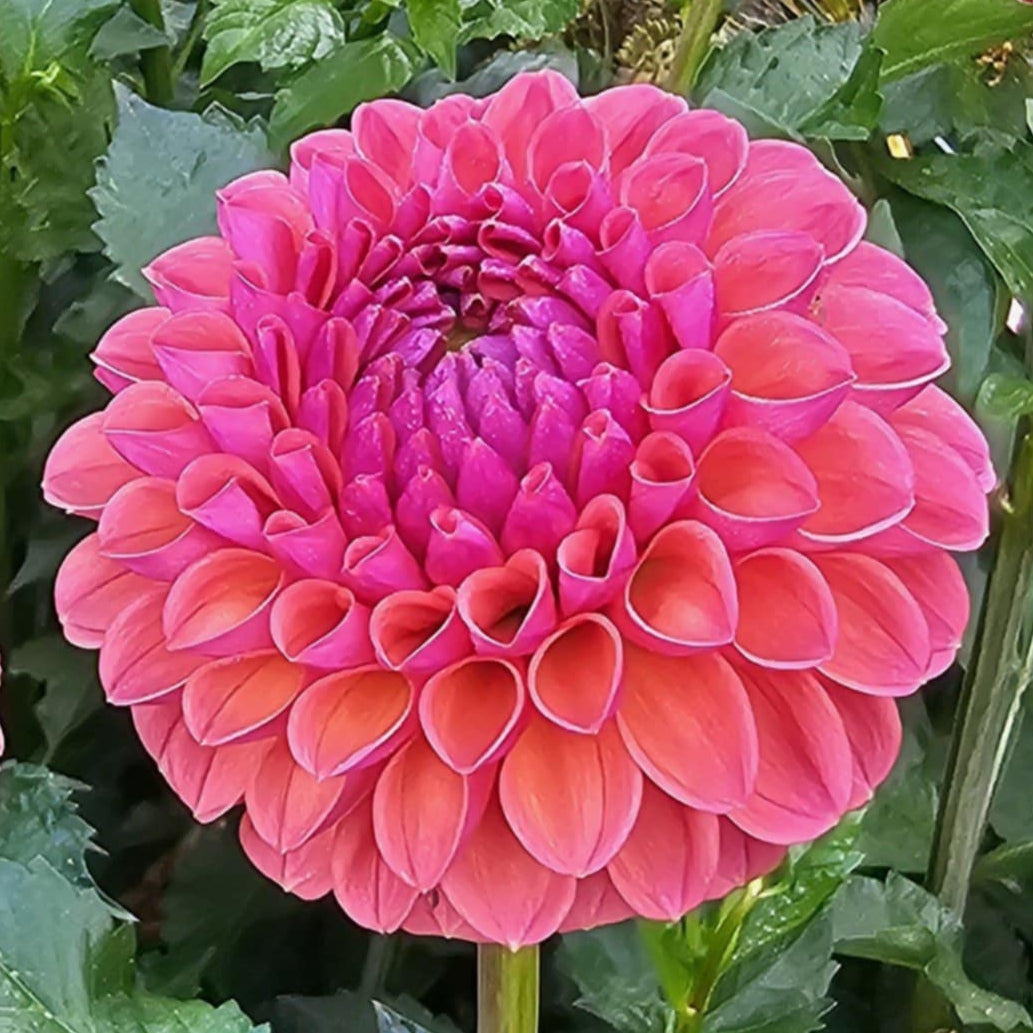 Amethyst Glow Dahlia Tuber - AMGL