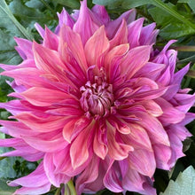 Load image into Gallery viewer, Penhill Dark Monarch Dahlia Tuber - PDM
