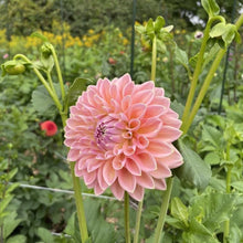 Load image into Gallery viewer, Castle Drive Dahlia Tuber - CSLD
