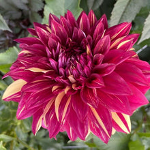 Load image into Gallery viewer, Bohemian Spartacus Dahlia Tuber - BSPT
